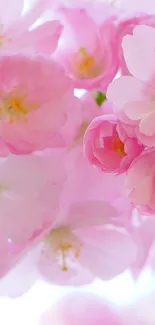 Mobile wallpaper of pink cherry blossoms with delicate petals.