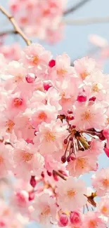 Vibrant cherry blossoms in full bloom against a clear blue background.