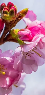 Close-up of vibrant pink cherry blossoms on a soft background.