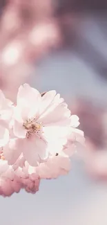 Soft pink cherry blossom wallpaper for mobile.