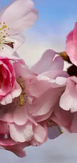 Cherry blossom wallpaper with pink flowers and blue sky.