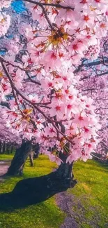 Stunning cherry blossom trees in full bloom, creating a vibrant pink landscape.