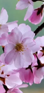 Close-up of pink cherry blossoms against blurred green backdrop.