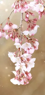 Soft pink cherry blossoms on a branch with a blurred background.