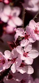 Cherry blossom flowers in pink hues on a mobile wallpaper in vertical format.