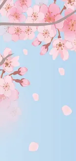 Cherry blossoms with pink petals on blue background.