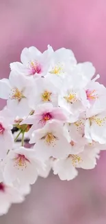 Cherry blossoms against a soft pink background, perfect for a mobile wallpaper.