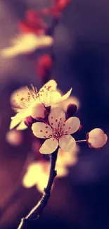 Cherry blossom on branch with blurred background