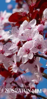 Blossoming cherry branches with a blue sky.