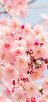 Pink cherry blossom flowers against a blue sky background.