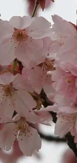 Cherry blossom branches with pink flowers in full bloom.