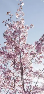 Cherry blossom tree against a bright blue sky with soft pink flowers.