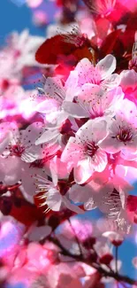 Cherry blossom flowers against a blue sky with vibrant colors.