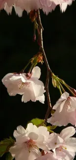 Serene cherry blossom branch wallpaper with dark background.