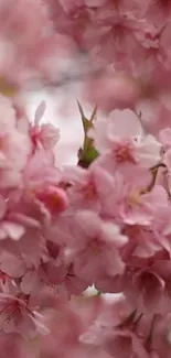 Pink cherry blossoms in full bloom on a mobile wallpaper.