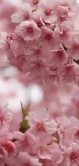 Cherry blossoms with soft pink petals, perfect for mobile wallpaper.