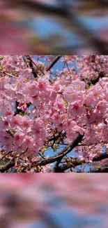 Pink cherry blossoms against a blue sky.