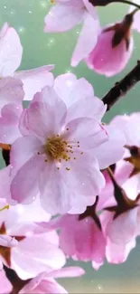 Cherry blossom wallpaper with pink flowers and green background.