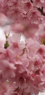 Cherry blossoms in full bloom, soft pink hues.