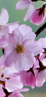 Cherry blossoms with pink and white petals on branches.