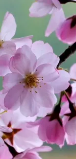 Cherry blossom wallpaper with pink flowers on branches against a green background.