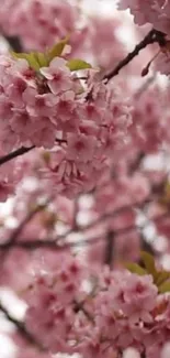 Beautiful cherry blossoms in vibrant pink on tree branches.