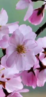 Beautiful cherry blossom wallpaper with soft pink petals.