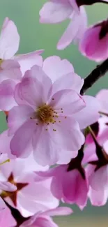 Pink cherry blossom flowers against a green blurred background.