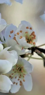 Cherry blossom in full bloom with delicate white petals.