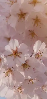 Cherry blossom flowers with soft pink hues in a mobile wallpaper.