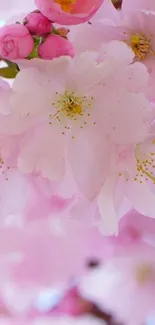 Cherry blossom flowers close-up on a mobile wallpaper in soft pink hues.