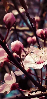 Beautiful cherry blossoms on branches with pink petals in vibrant detail.