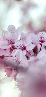 Beautiful cherry blossom mobile wallpaper with soft pink petals.