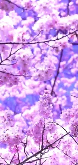 Pink cherry blossoms against a blue sky mobile wallpaper.