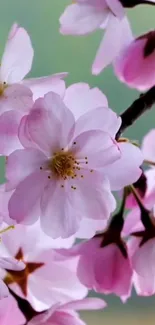 Pink cherry blossoms in full bloom on a branch, close-up view.