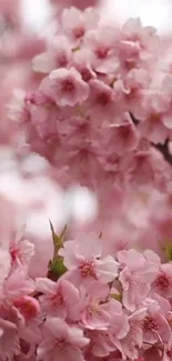 Beautiful cherry blossom mobile wallpaper with pink flowers in full bloom.