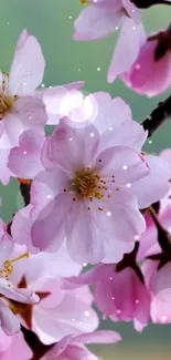 Cherry blossoms in soft pink hues for mobile wallpaper.