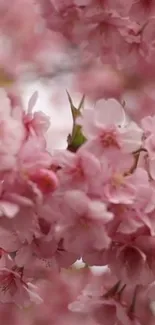 Serene cherry blossom wallpaper with pink flowers for mobile screen.