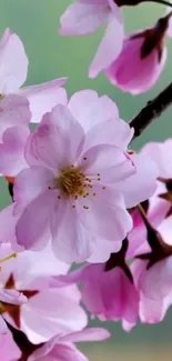 Cherry blossom with pink petals and soft green background.