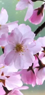 Cherry blossom wallpaper with pink flowers and green background.