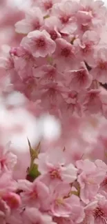 Beautiful cherry blossom wallpaper with pink flowers.