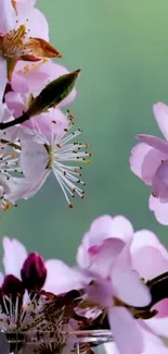 Cherry blossoms with a green background in a mobile wallpaper.