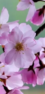 Cherry blossoms with pink petals on a branch in a serene setting.