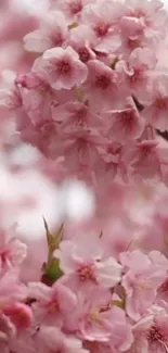 Close-up of cherry blossoms with pink petals in full bloom.