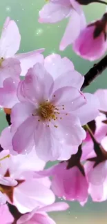 Cherry blossom wallpaper with pink flowers and green background.