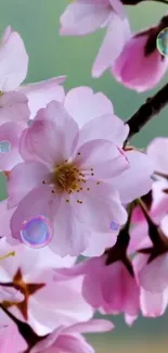 Cherry blossom wallpaper with vibrant pink flowers in bloom.