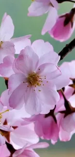 Cherry blossoms in full bloom against a soft background.