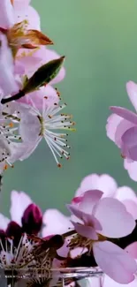 Cherry blossoms in full bloom with soft pink petals on a green background.