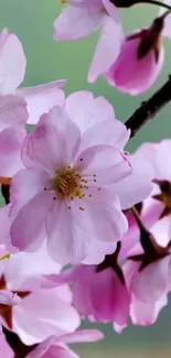 Cherry blossom wallpaper with pink flowers on branches.