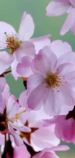 Cherry blossoms with pink petals on green background.